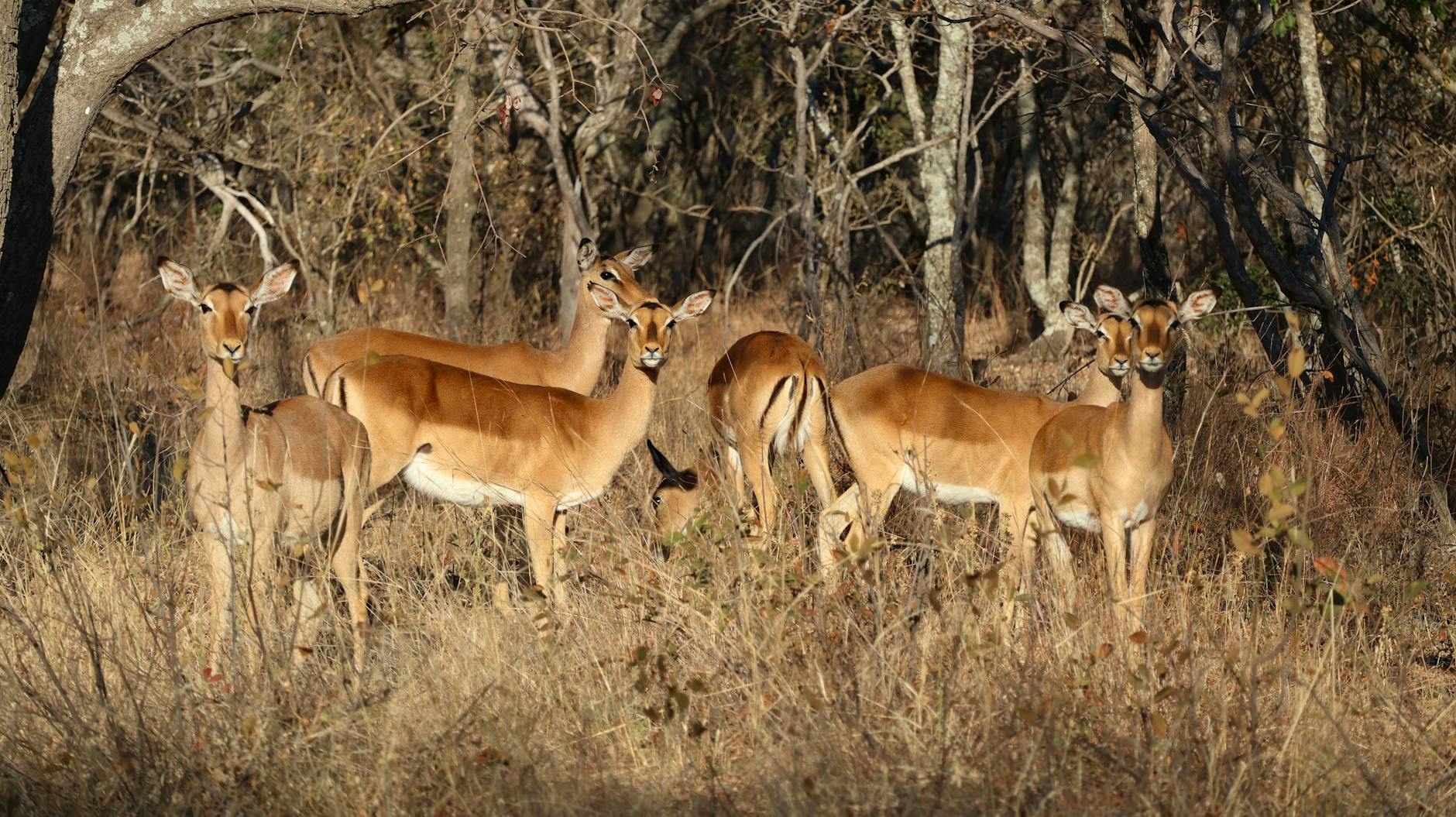 Age-Appropriate Ratings and Content Considerations for 2025 Holiday Films