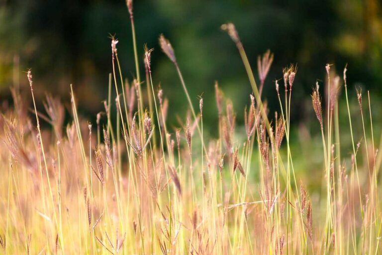 Avatar Fire and Ash Parents Guide Story Tone - Featured image