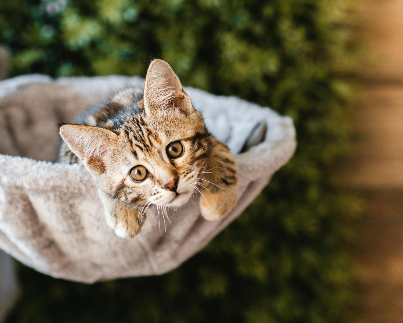 Beloved Companion Creatures and Their Emotional Impact