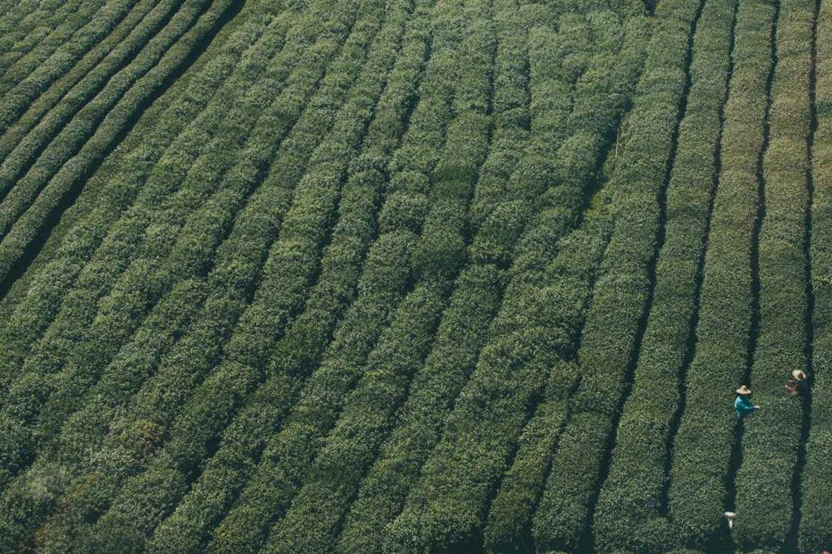 Common Challenges Facing Cult Classic Revivals