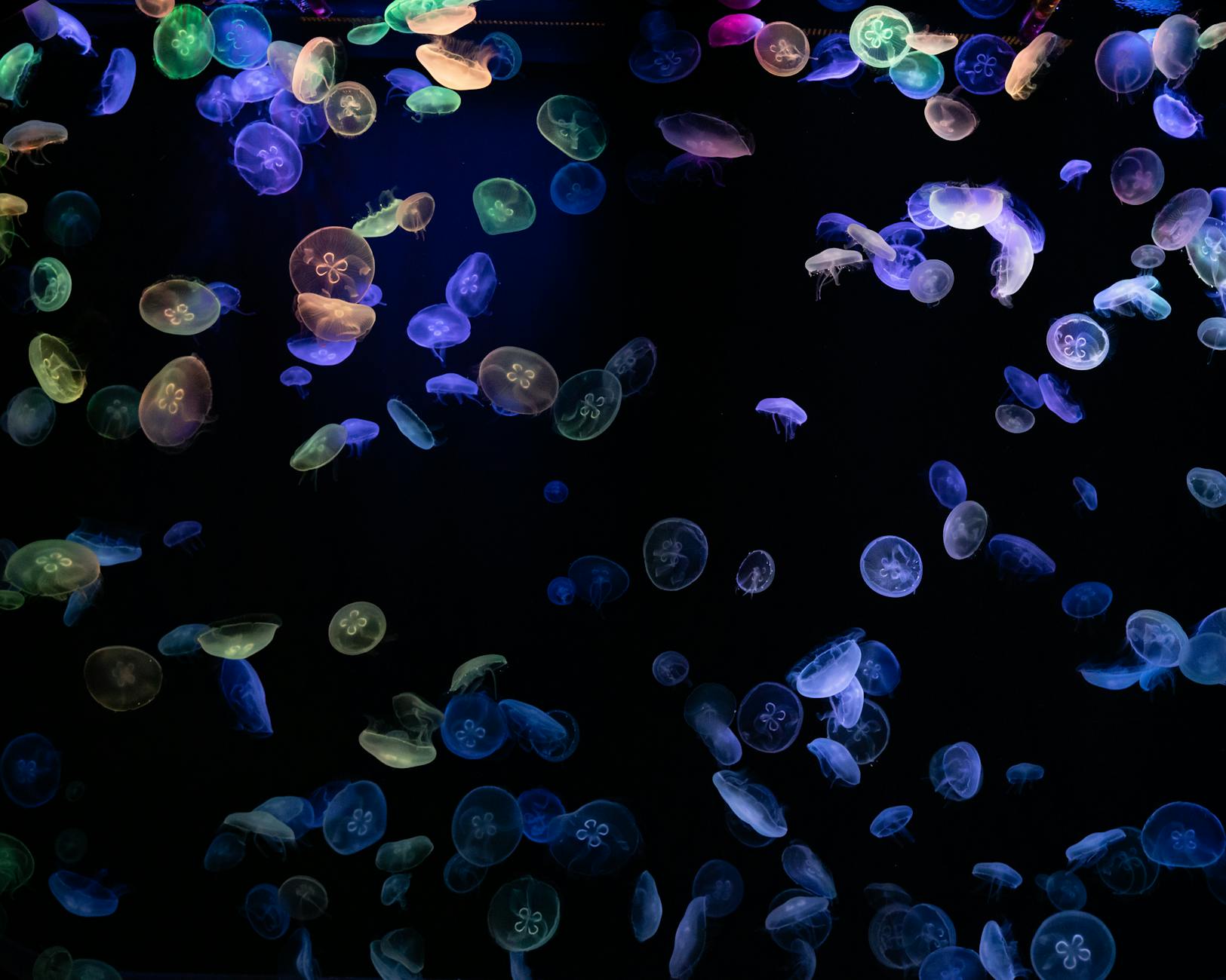 Comparing the Bioluminescent Palette of Pandora Across Both Films