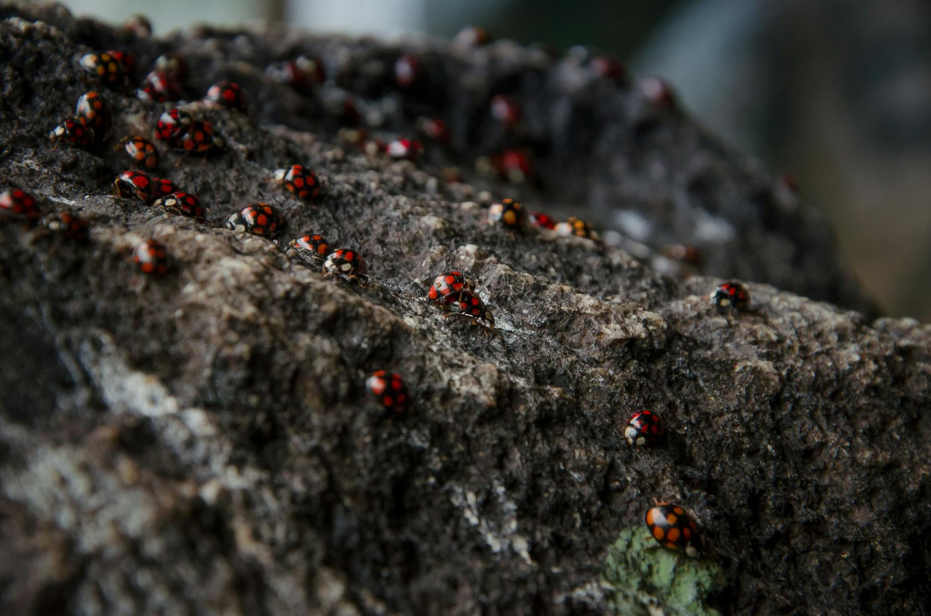 Creative Approaches to Reimagining Beloved Cult Films