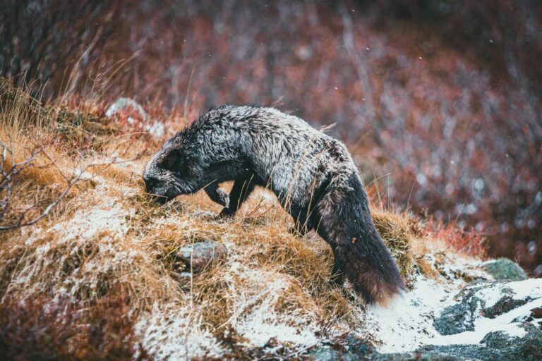 Deadpool and Wolverine Is It Kid Friendly - Featured image