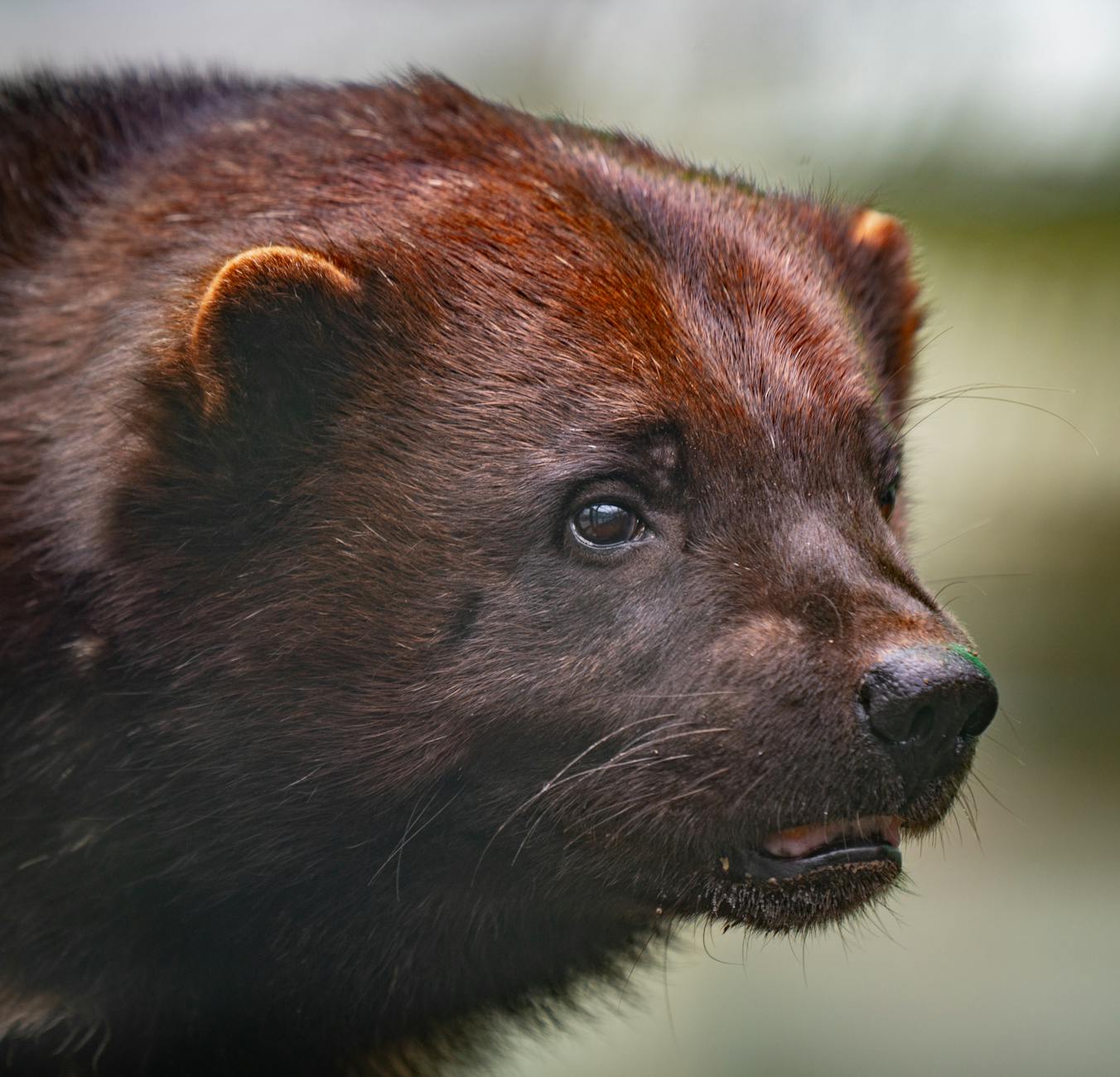 Deadpool Wolverine Language - Deadpool and Wolverine Language and Violence Guide