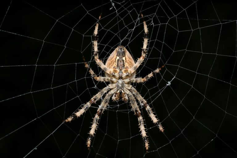 Does Quaritch Choose Spider Over the Mission? - Featured image