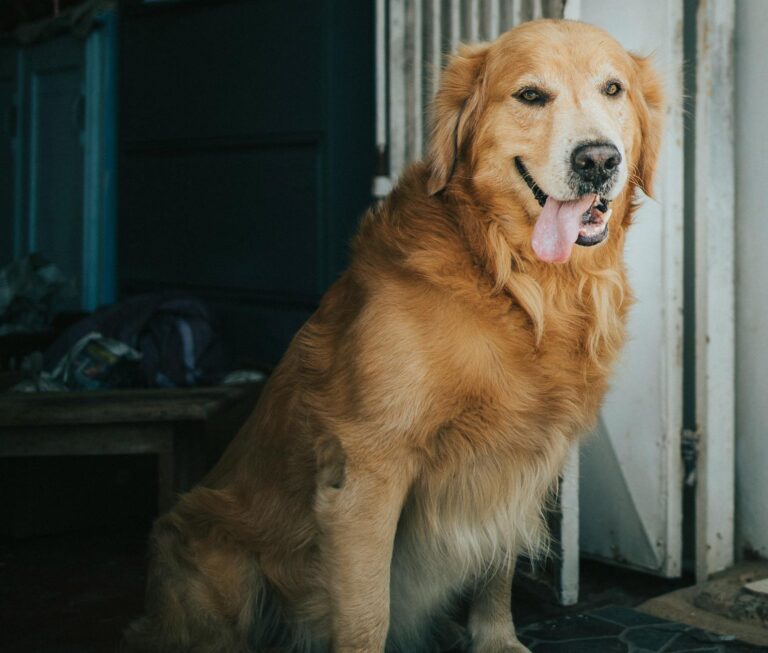 Dog Man Family Friendly Review - Featured image