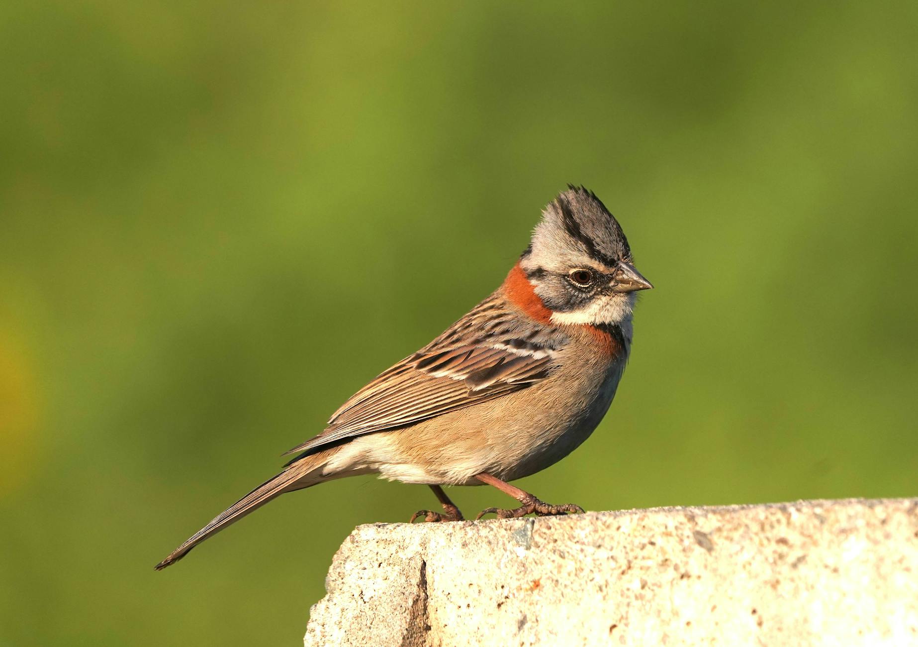 Foreign Film Remakes: When Hollywood Adaptation Goes Wrong