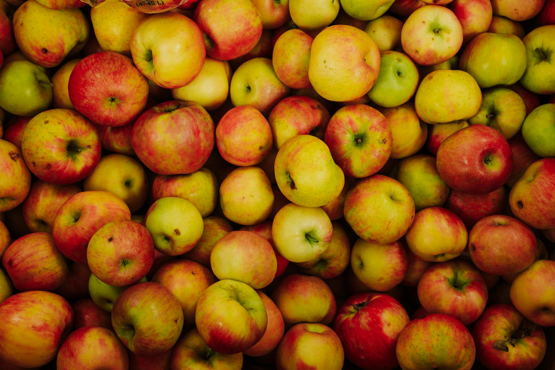 Has Apple TV+ Renewed Pluribus for a Second Season?