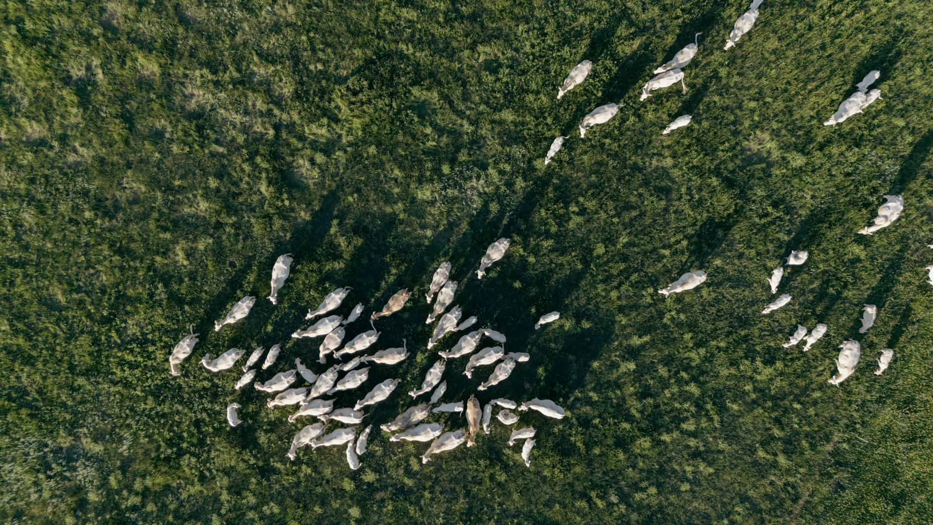 How New Na'vi Clans Could Overshadow the Sully Family's Story Arc