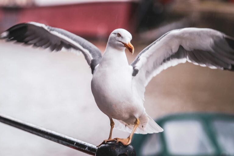 How to use watch party extensions for browsers - Featured image