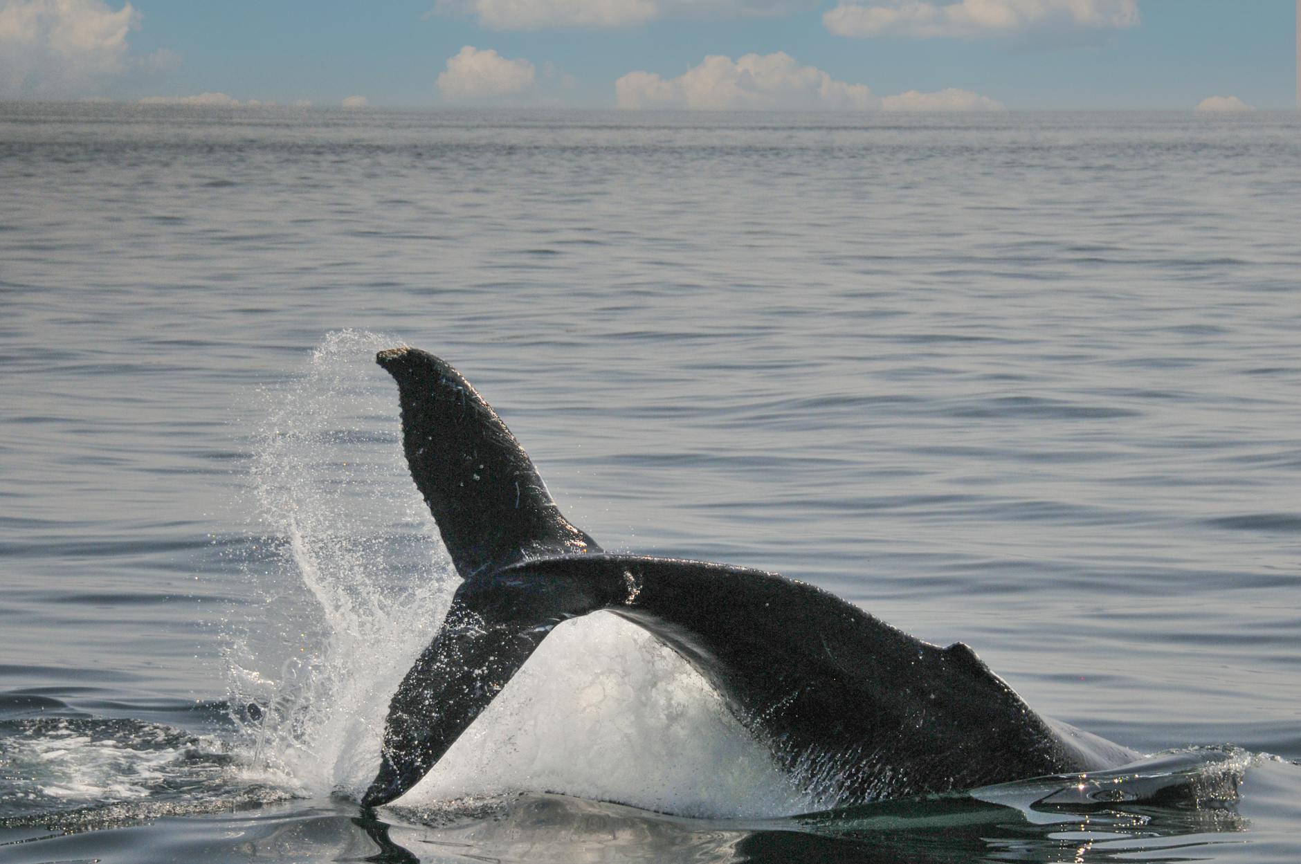 Depth Look In-depth Look Whale: Quick 2026 Guide