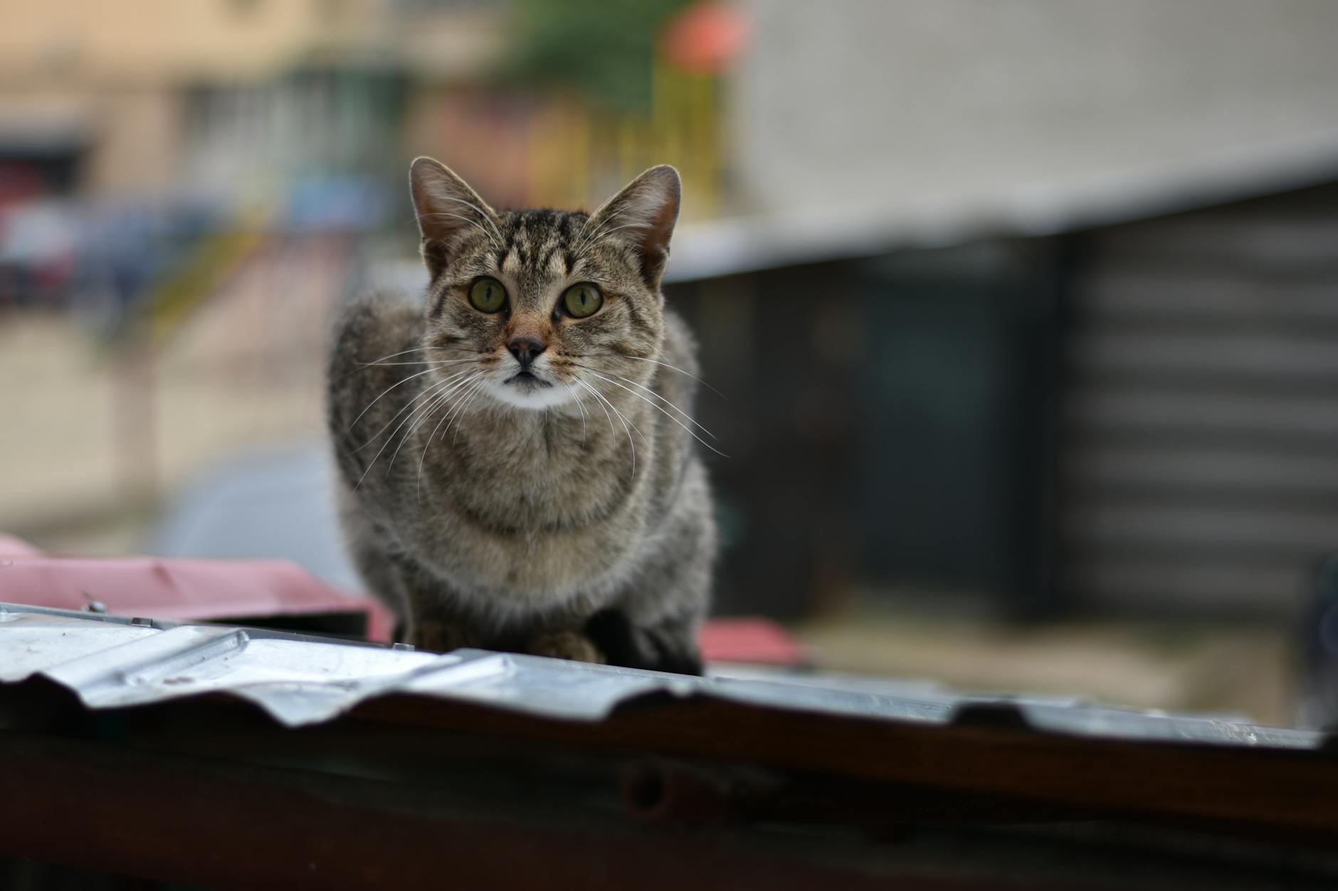 International and Independent Animated Films to Watch in 2025