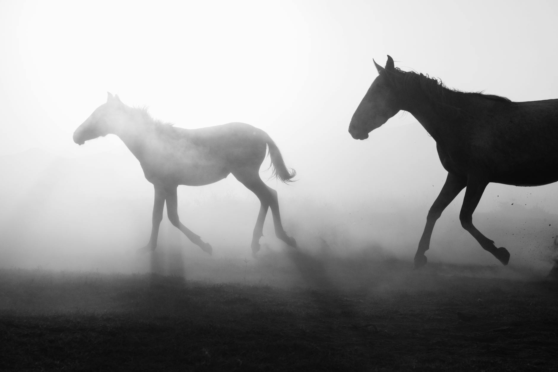 International Animation Movements and Artistic Innovation