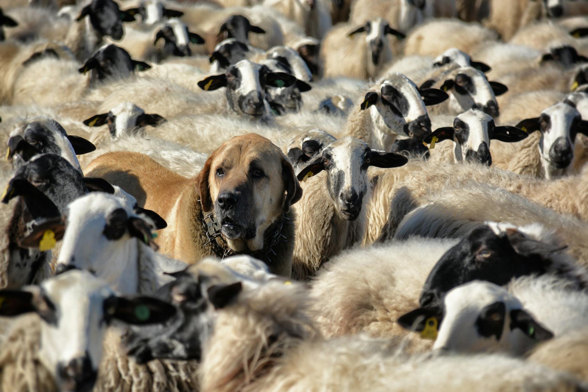 Is Sheepdog Appropriate for Children and Families?