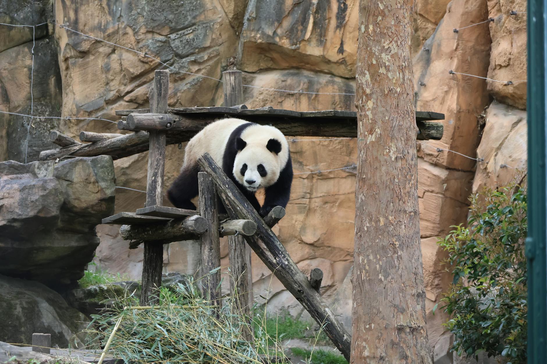 Kung Fu Panda - Kung Fu Panda Five Age Rating Explained