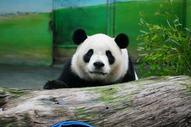 Kung Fu Panda Five Parents Guide - Featured image