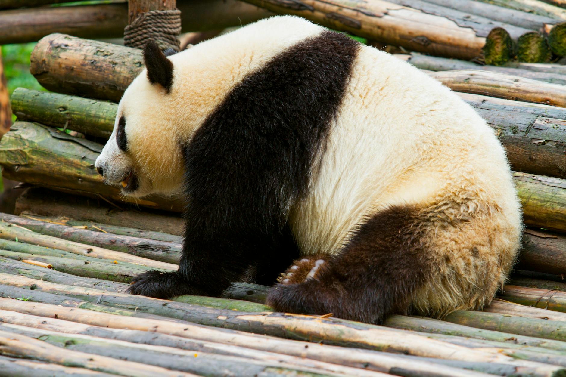 Kung Fu Panda - Kung Fu Panda Four Action and Humor Guide