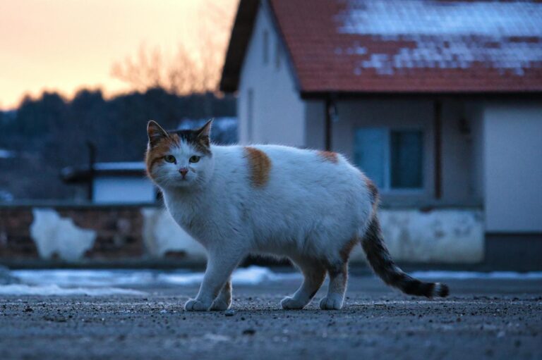 Review of Nomadland (2020) and its portrayal of modern America - Featured image