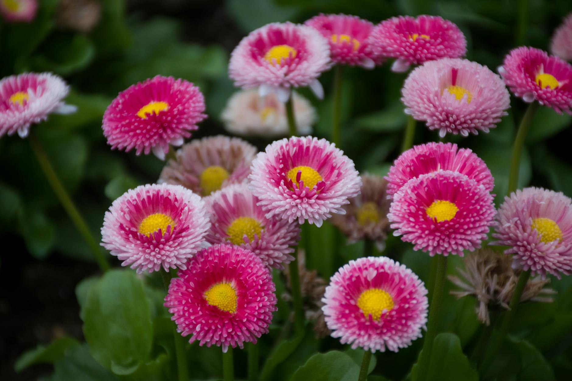 Setting Ground Rules for True Crime Family Viewing