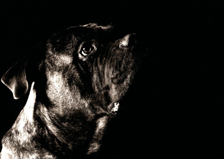 Sheepdog Age Rating Explained - Featured image