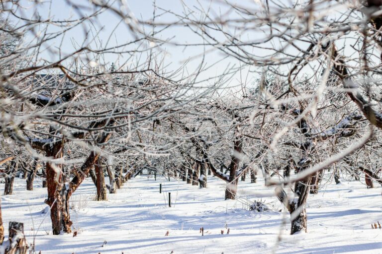 Snow White Family Friendly Guide - Featured image