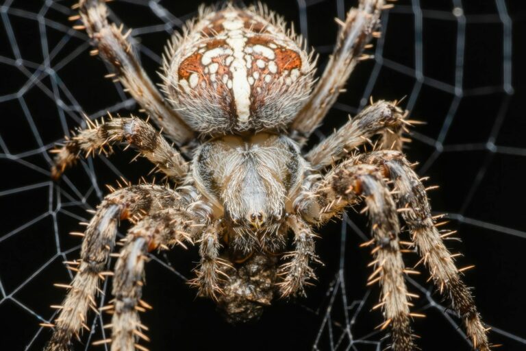 Spider Man Beyond the Spider Verse Animated Action Guide - Featured image