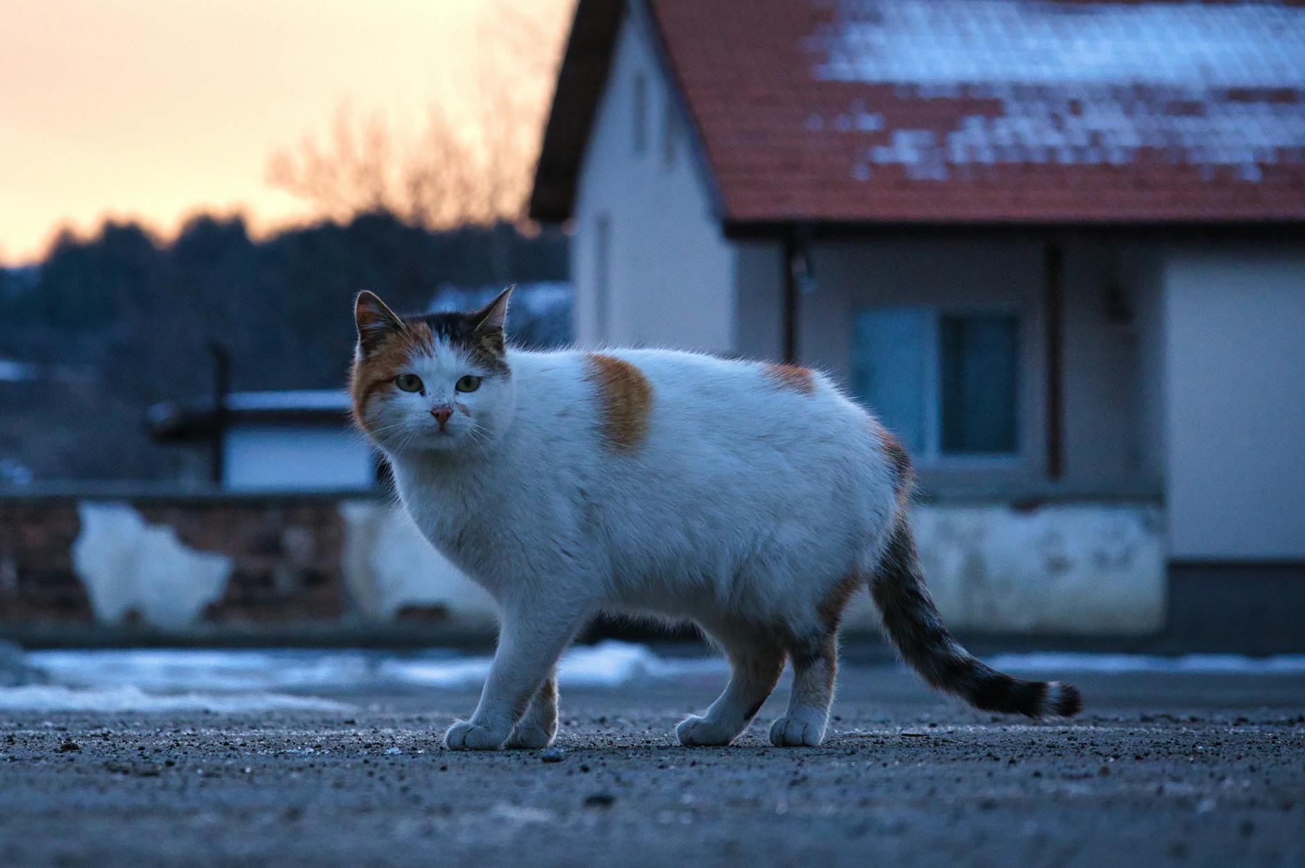 Stop-Motion Animation and Its Unique Visual Language