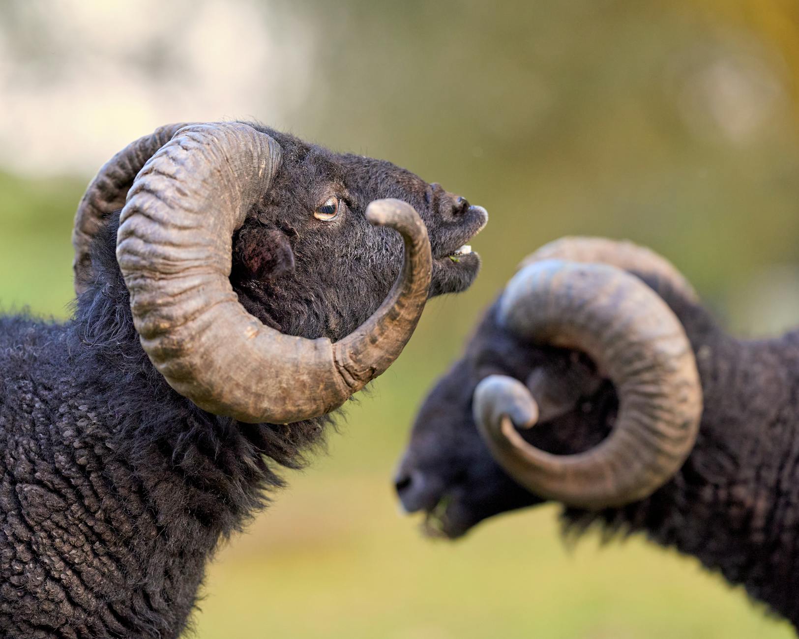 Streaming Platform Exclusives Dominating Horror Right Now