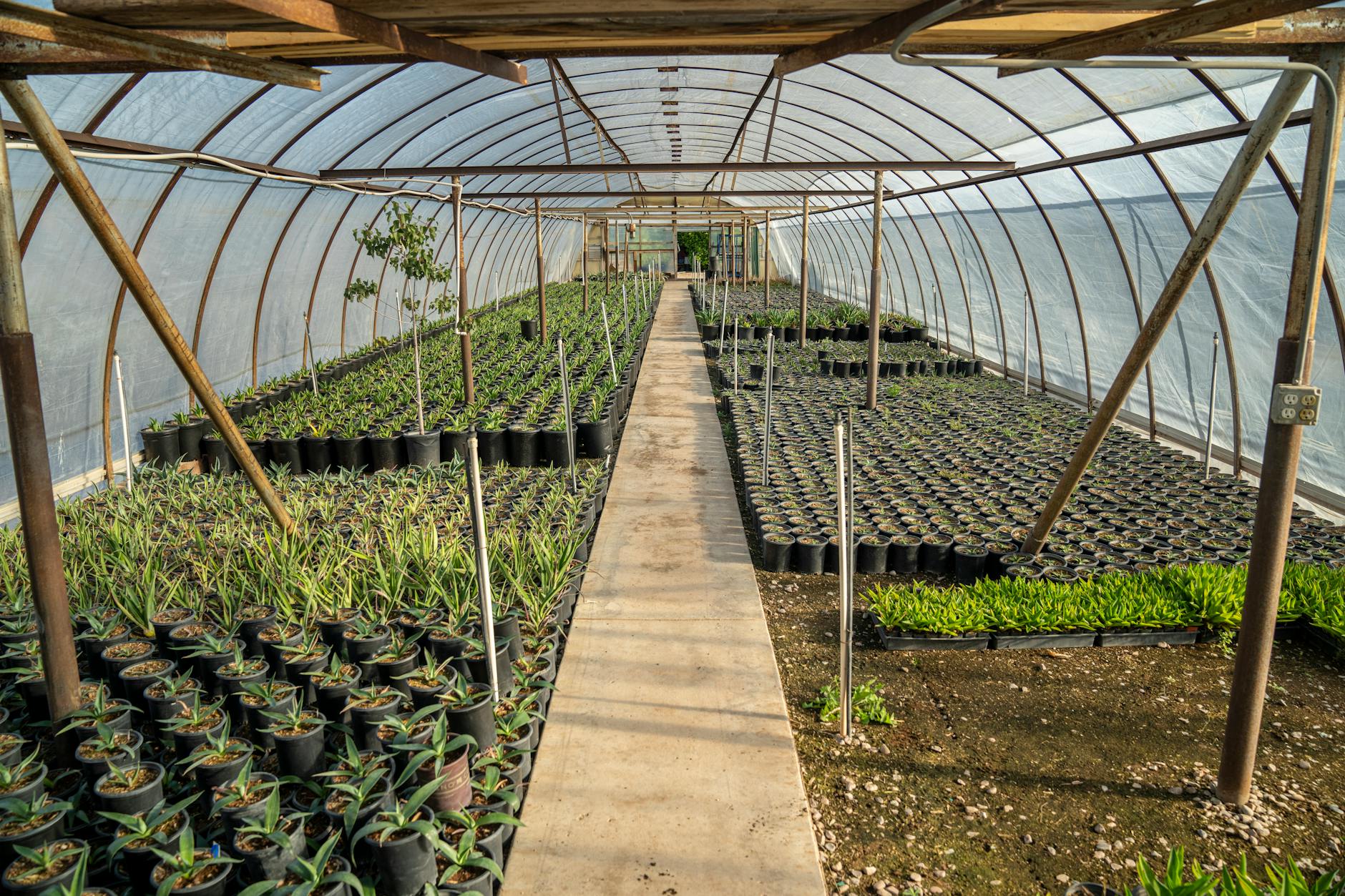 The Choreography and Performance: How Joaquin Phoenix Created the Dance