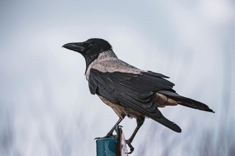 The Crow Age Rating Explained - Featured image