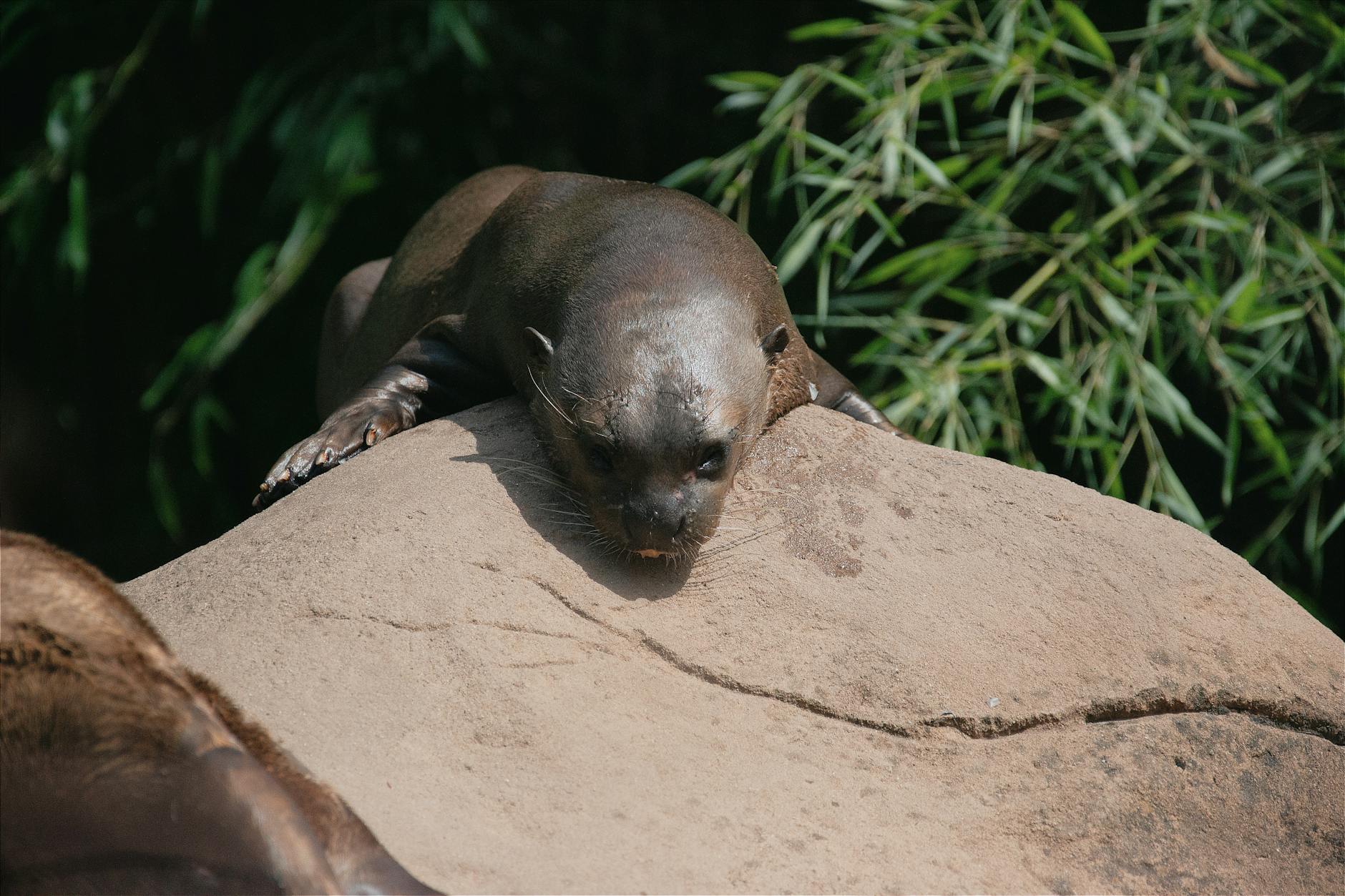 The Evolution of Popular Novel Adaptations Throughout Film History