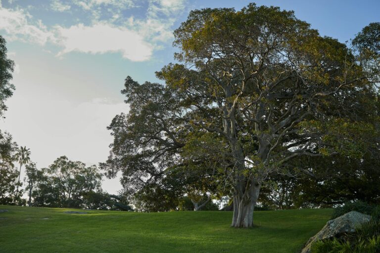 The Lord of the Rings The War of the Rohirrim Age Rating Explained - Featured image