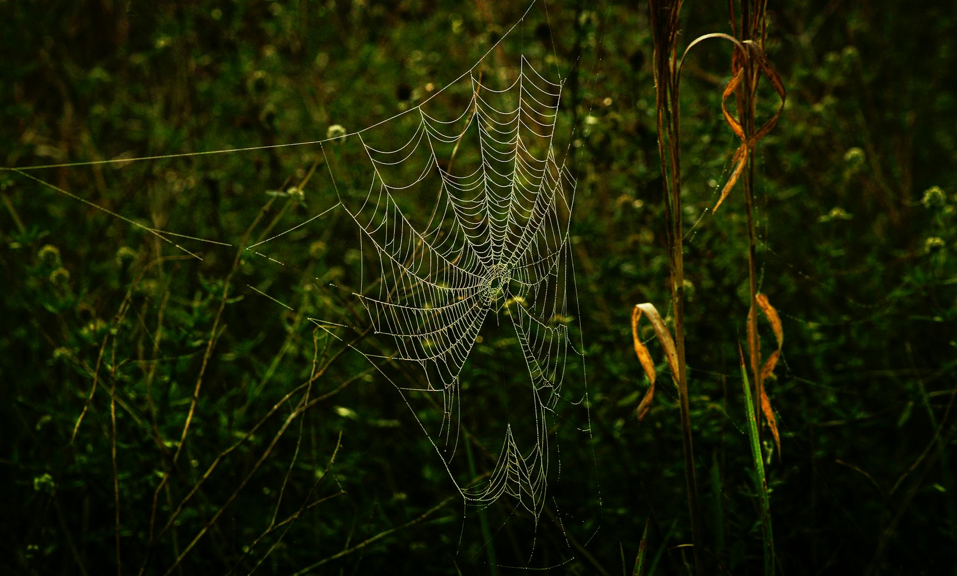 What Actually Happens in The Witch Ending and What Does It Mean?