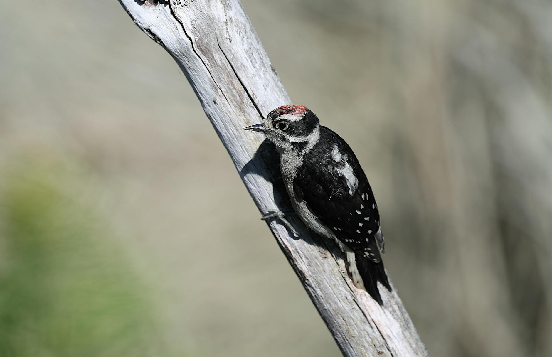 What Are the Most Acclaimed Patrick Swayze Movies of All Time?