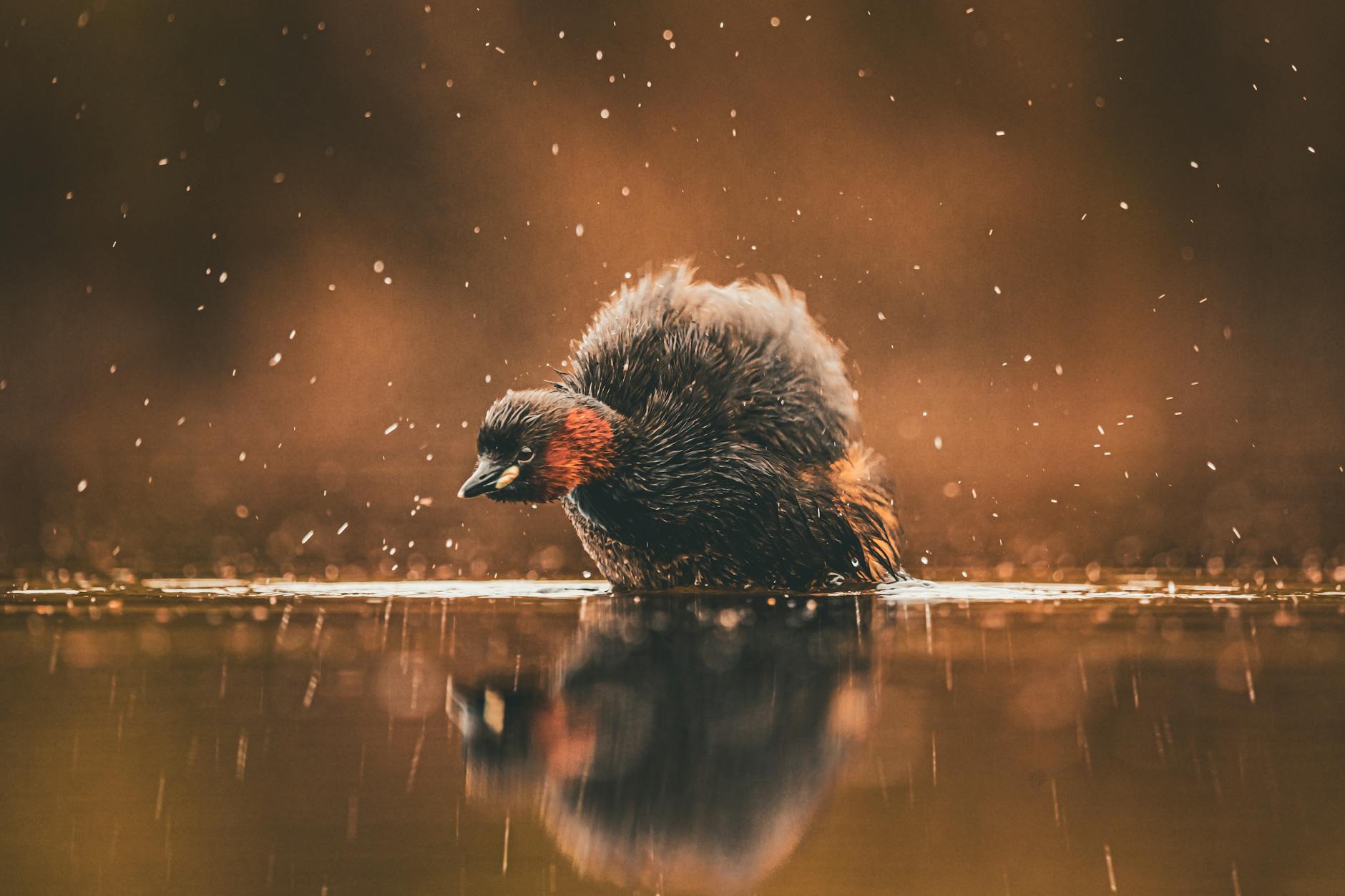 What Is the Dhurandhar Action and Language Method in Film?