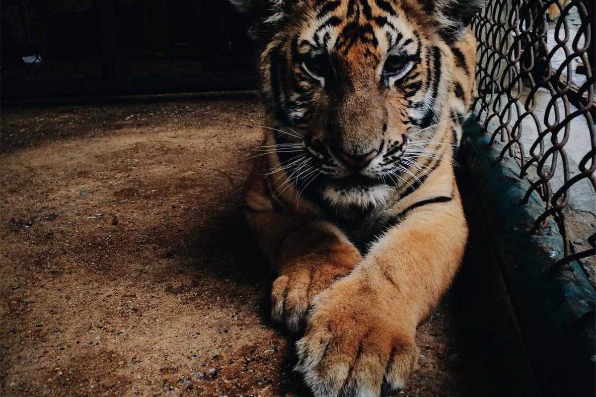 What Makes a Creature Feature Essential Halloween Viewing?