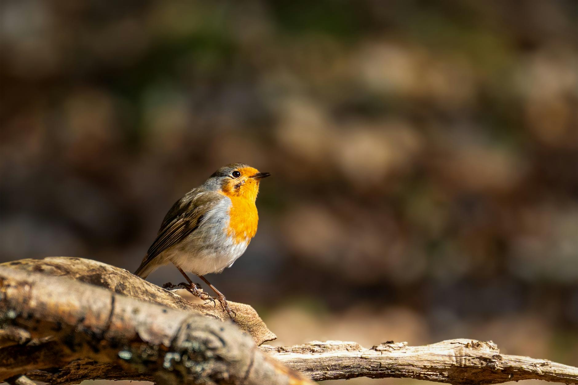 What Makes Robin Wright's Performances So Iconic and Memorable?