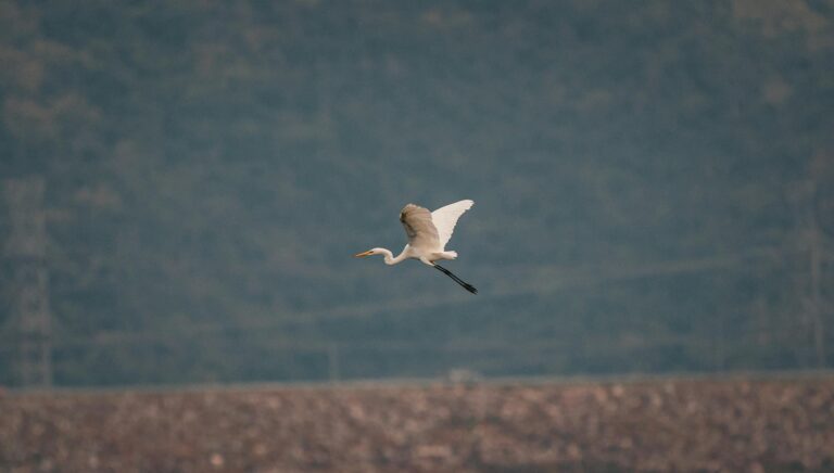 Where to Watch The Shawshank Redemption for Free - Featured image
