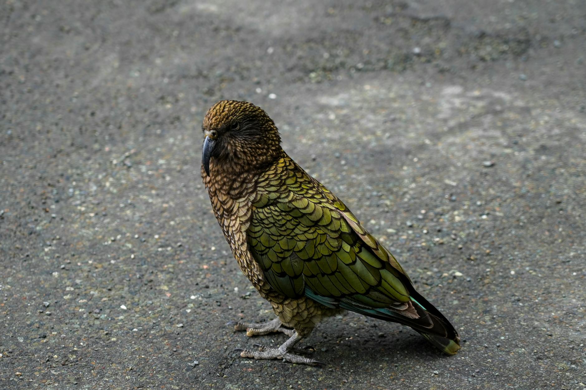Why Does Nestor Carbonell Look Like He Wears Guyliner?