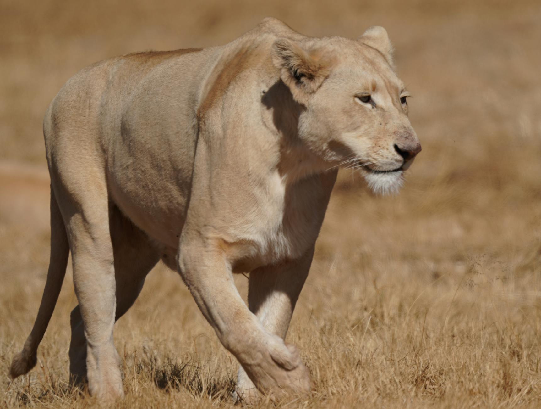 Why Is Thelma & Louise Considered a Feminist Film?