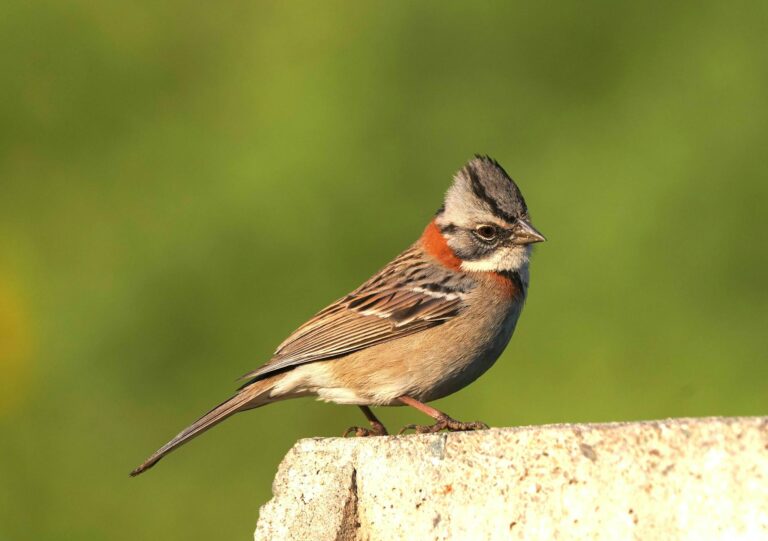 Zootopia 2 Is It Suitable for Kids - Featured image