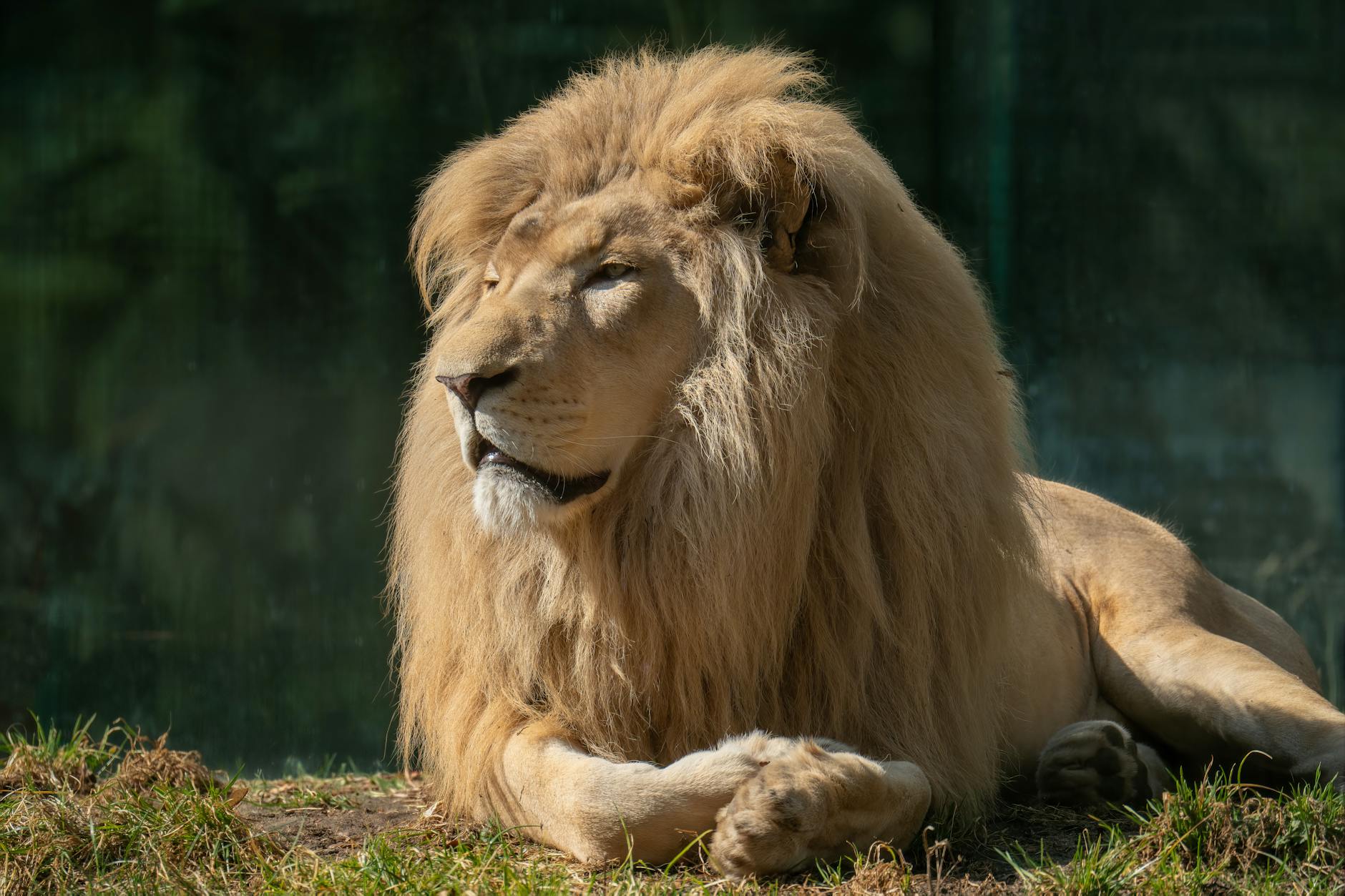 How Do the Different Lion King Versions Compare on IMDb?