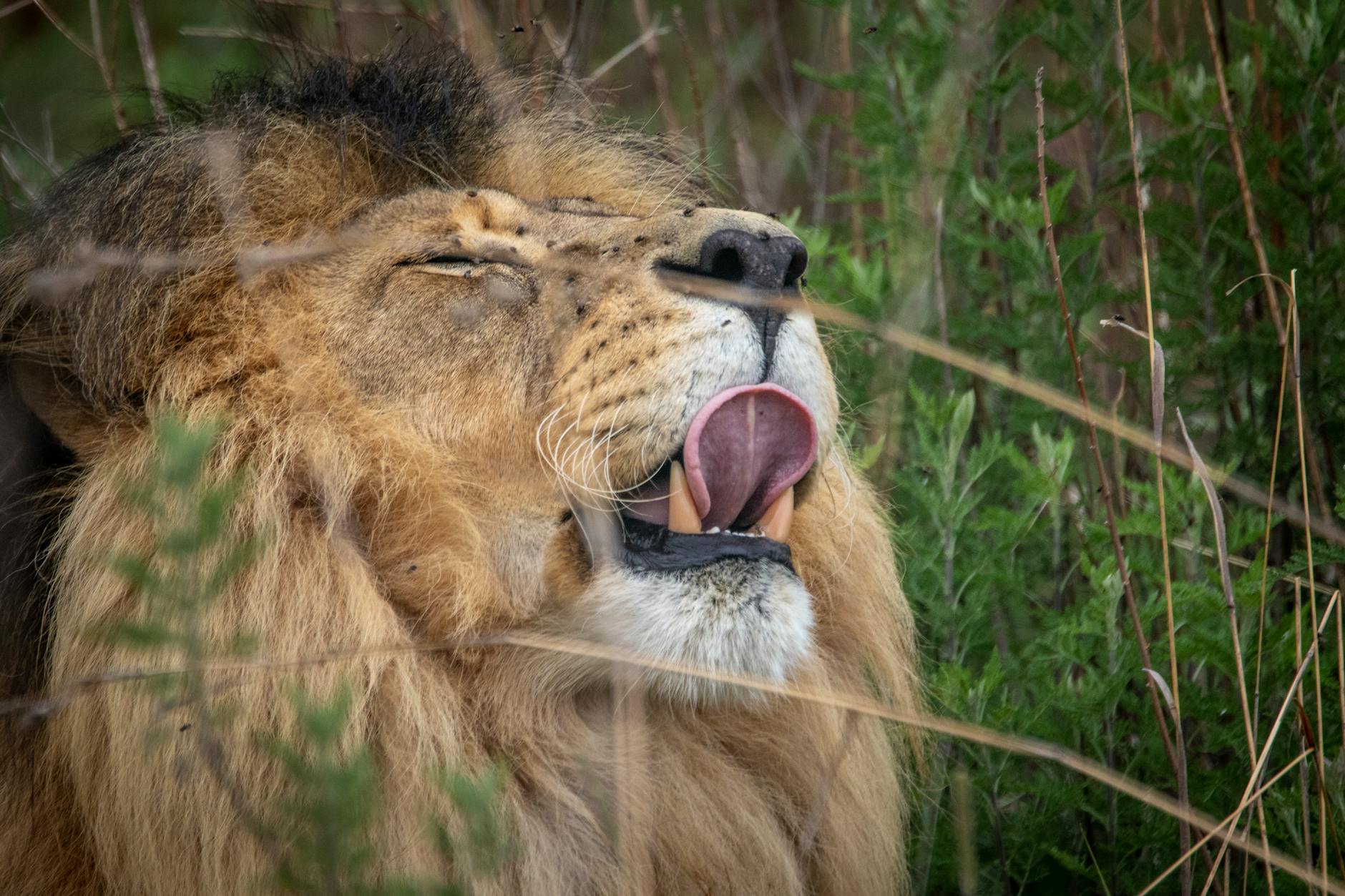 How Does The Lion King's 88 Metacritic Score Compare to Other Animated Classics?