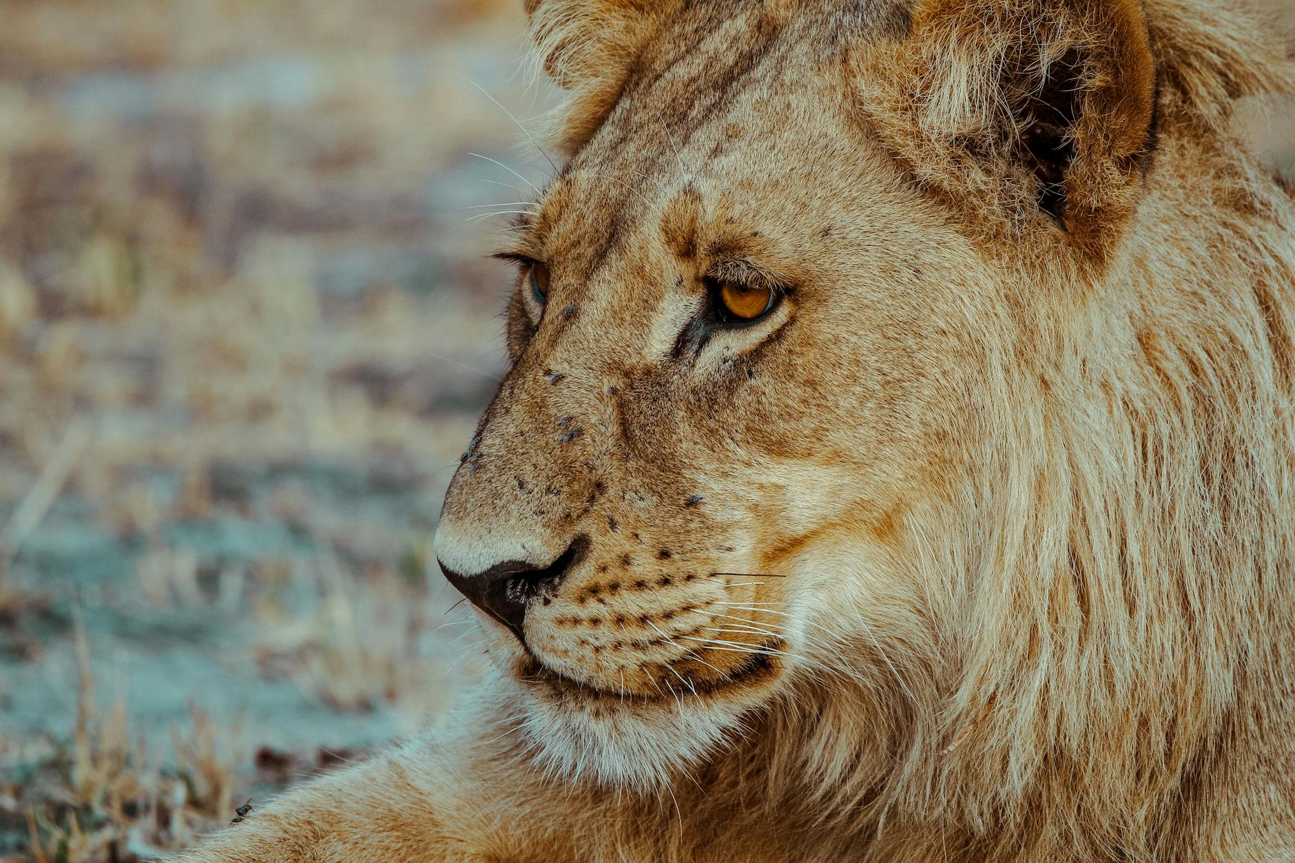 How Does The Lion King's 92-93% Rotten Tomatoes Score Compare to Other Disney Films?