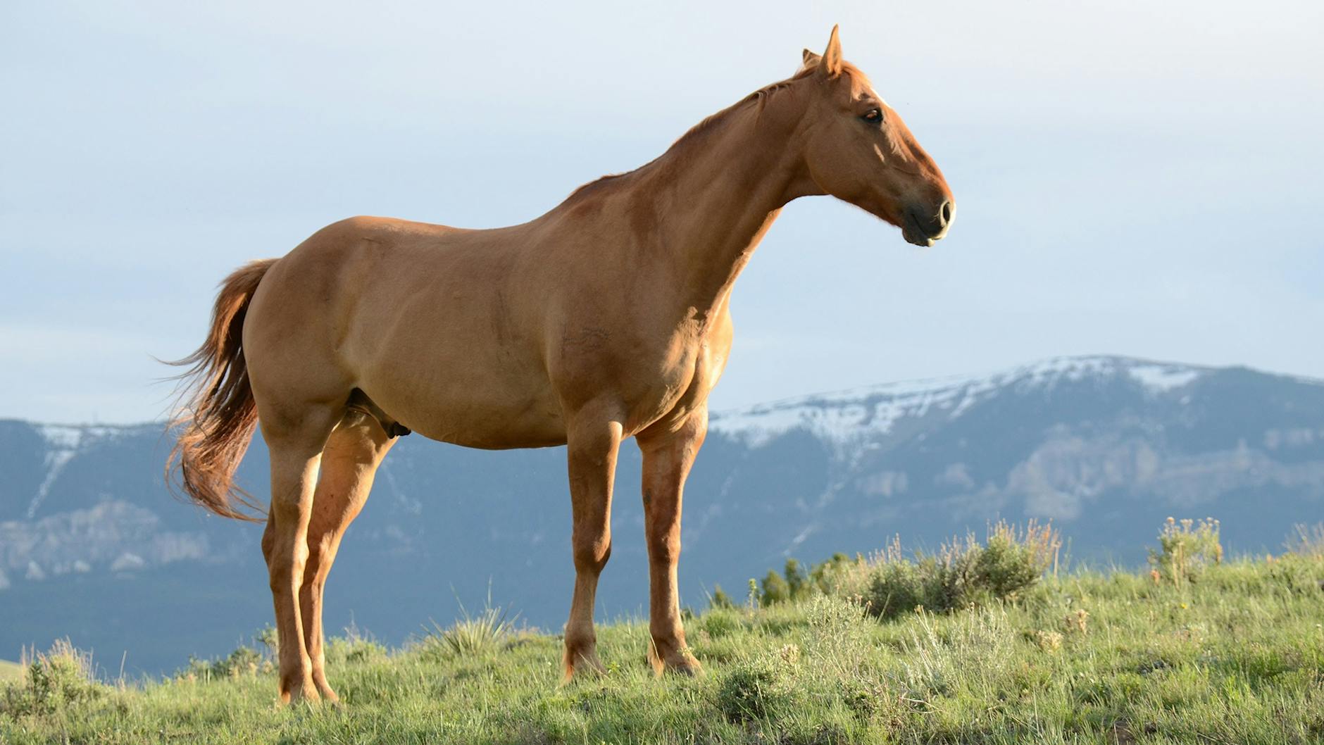 The Dark Horse Narrative That Defied Conventional Wisdom