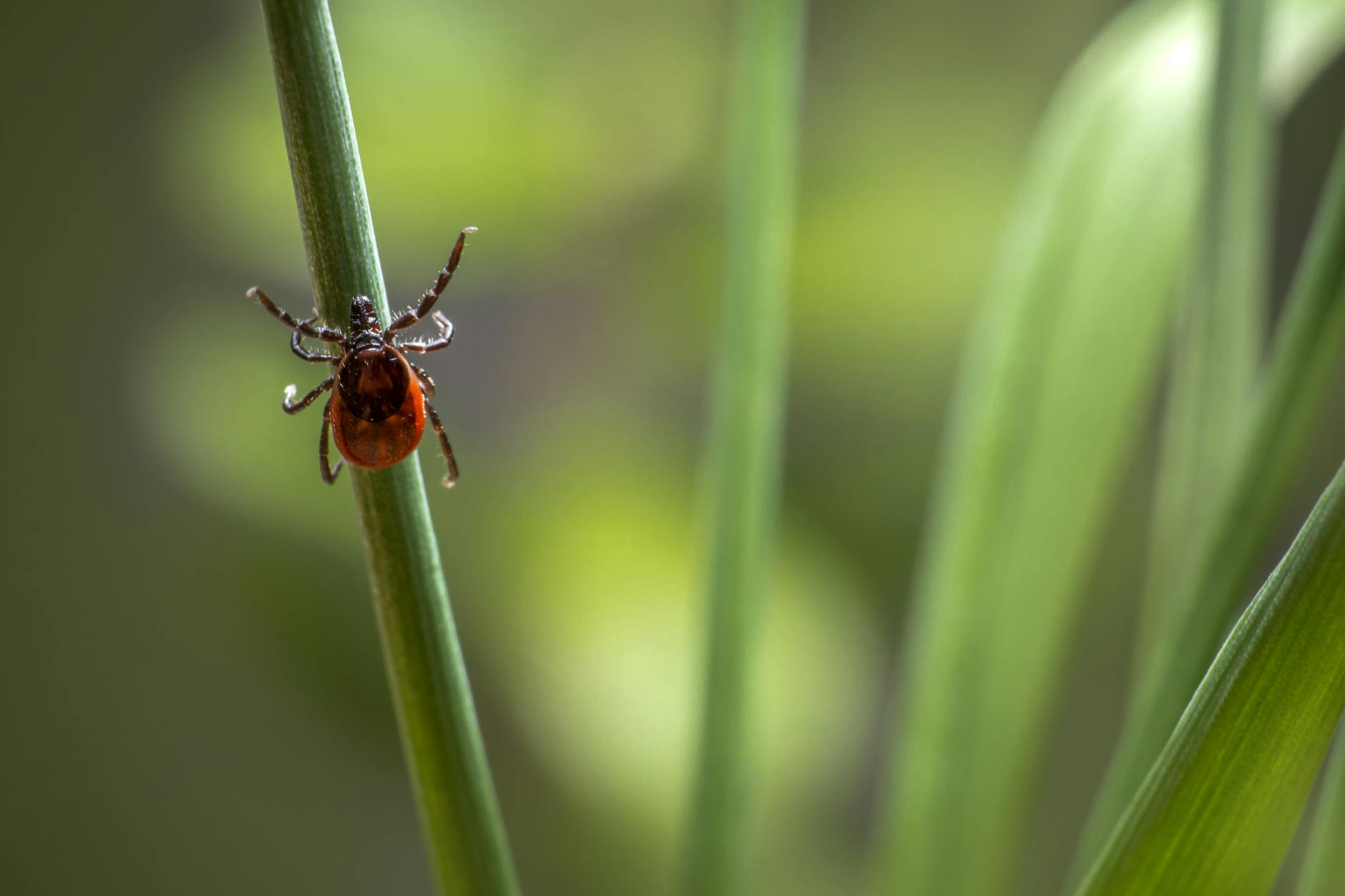 Understanding Parasite's 4.6-Star Rating on Letterboxd