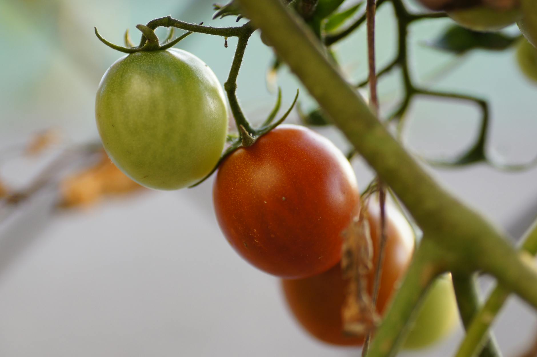 What Does a 98% Rotten Tomatoes Score Actually Mean?