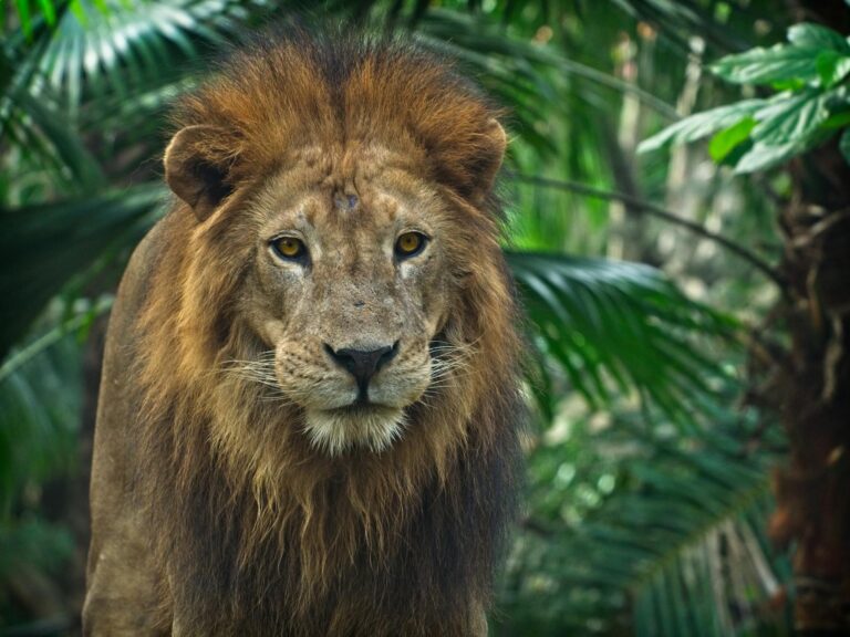 Imdb Rating Lion - What Is the IMDb Rating for The Lion King