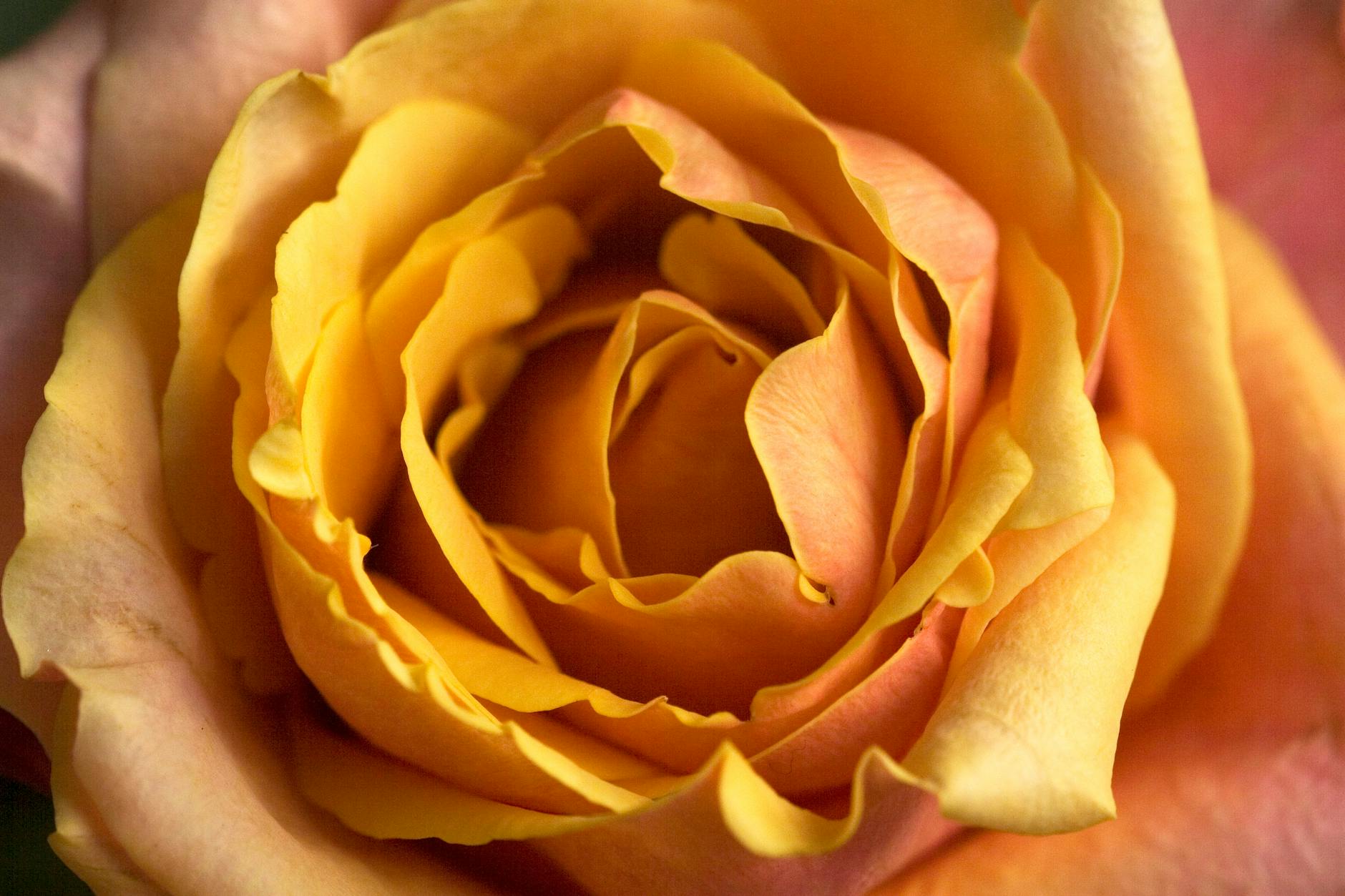 Which First-Time Nominees Captured Critics' Attention at the 2026 Oscars?