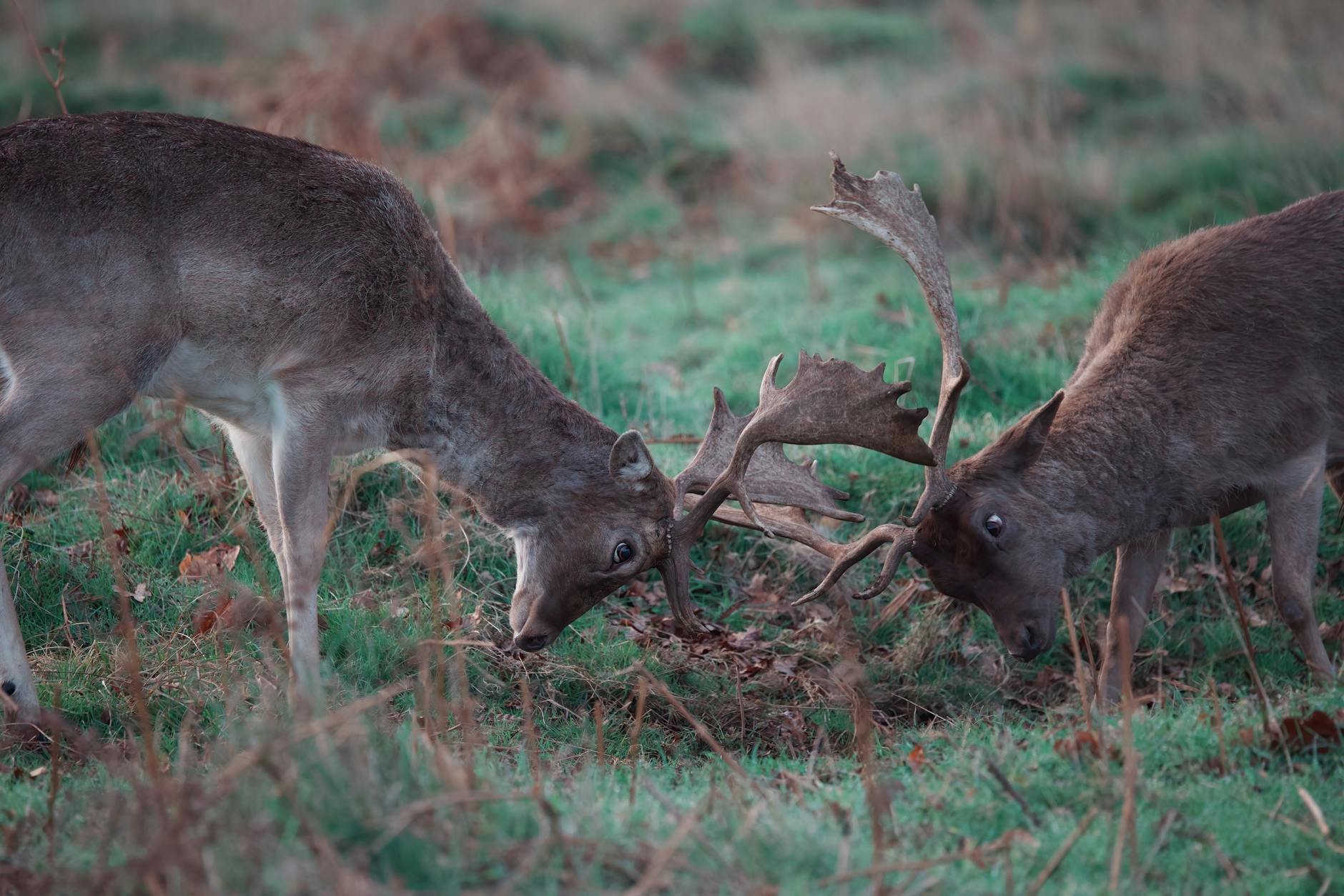 Which Genres Are Dominating Pandemic Storytelling in 2026?